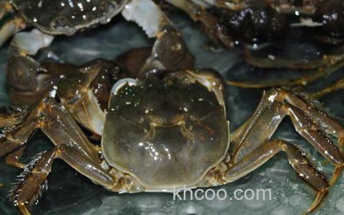 兴化大闸蟹_1
