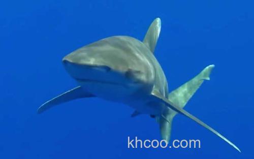 鲨鱼_0