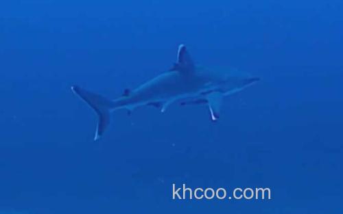 白边真鲨_3