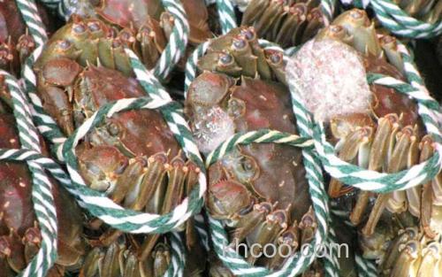 梁子湖大闸蟹_2