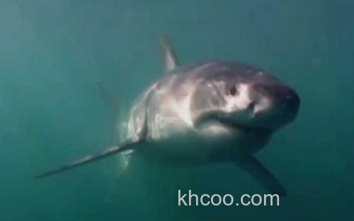 噬人鲨_3
