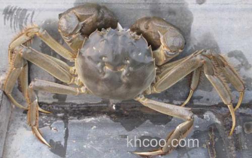 洪泽湖大闸蟹_0