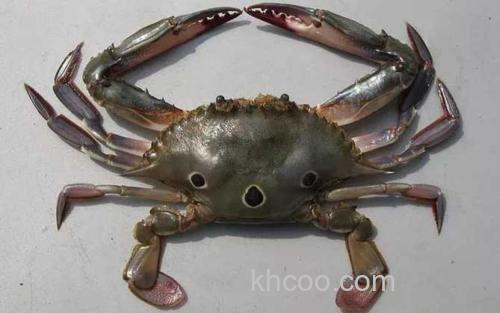 三疣梭子蟹_0