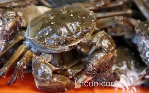 固城湖大闸蟹_3