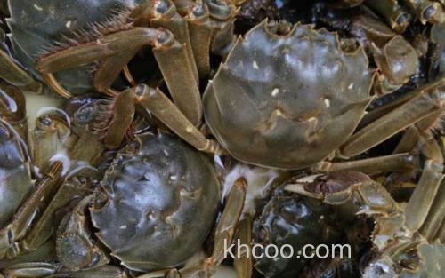 固城湖大闸蟹_2