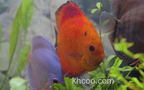 七彩神仙鱼_2
