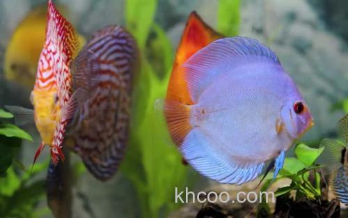 七彩神仙鱼_1