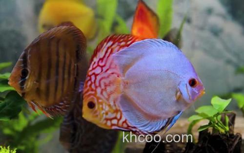 七彩神仙鱼_0