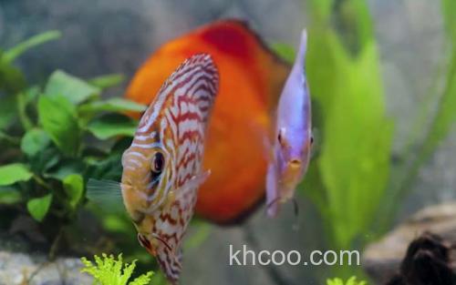 七彩神仙鱼_2