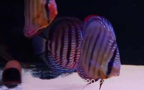 七彩神仙鱼_3