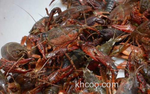 小龙虾_2