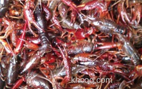 小龙虾_3