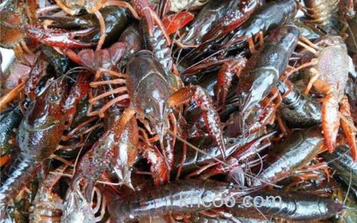 小龙虾_0