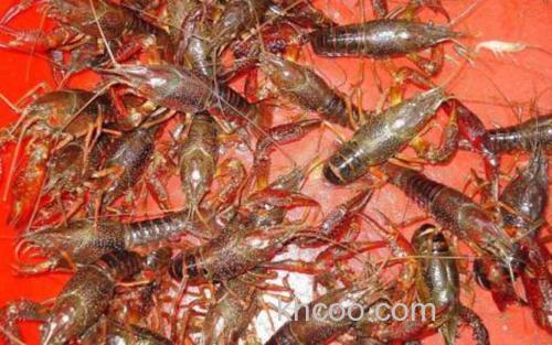 小龙虾_3
