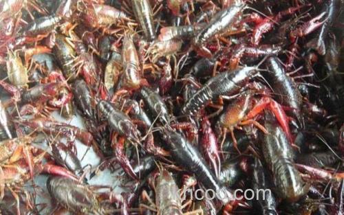 小龙虾_1