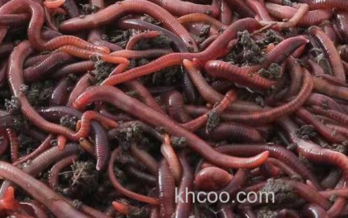 蚯蚓_2
