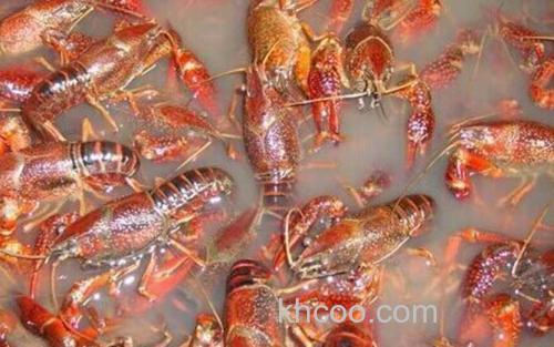 小龙虾_3
