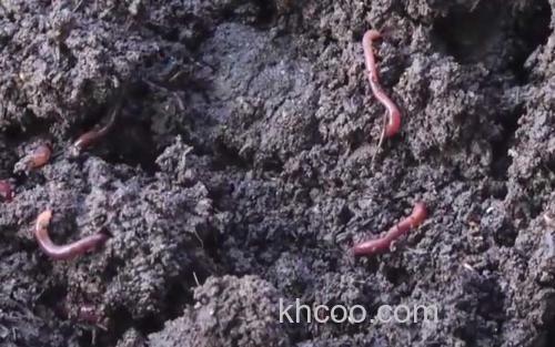 蚯蚓钓鱼_3