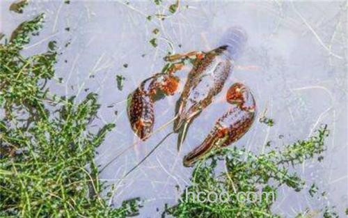 钓小龙虾_2