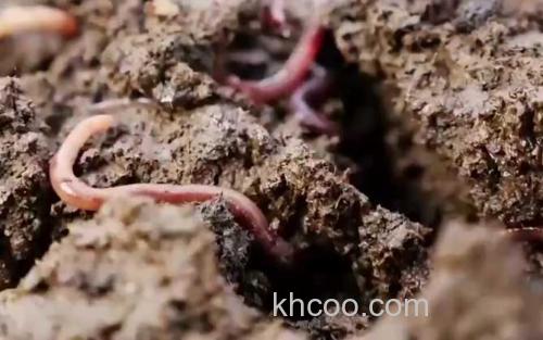 蚯蚓钓鱼_2