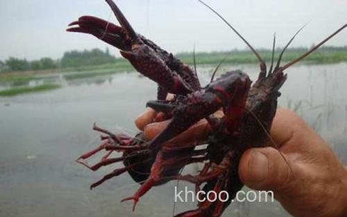 小龙虾_2