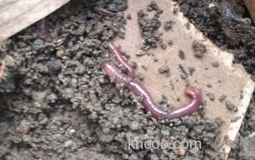 蚯蚓_2