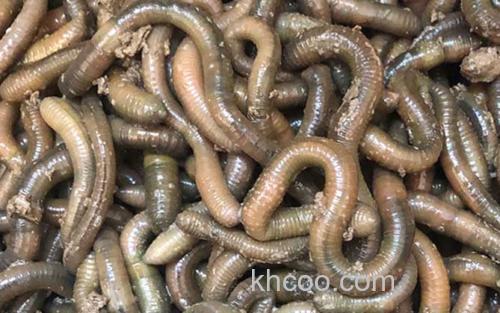 蚯蚓_1