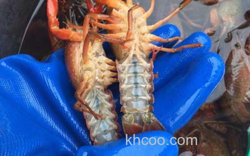 小龙虾_3