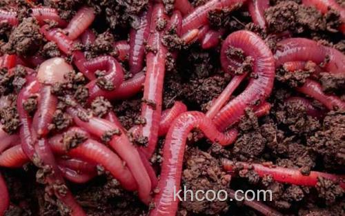 蚯蚓养殖_4