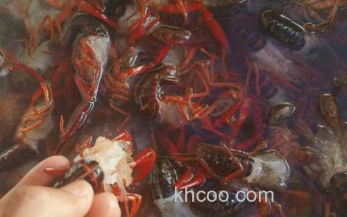 小龙虾_5