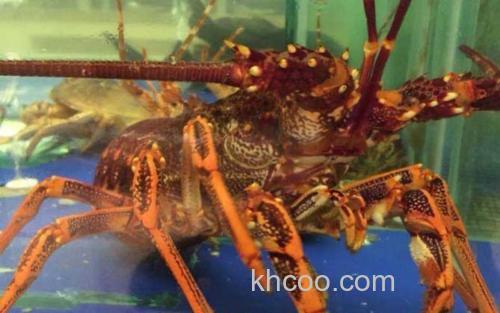 澳洲龙虾_2