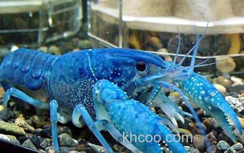 蓝色龙虾_1