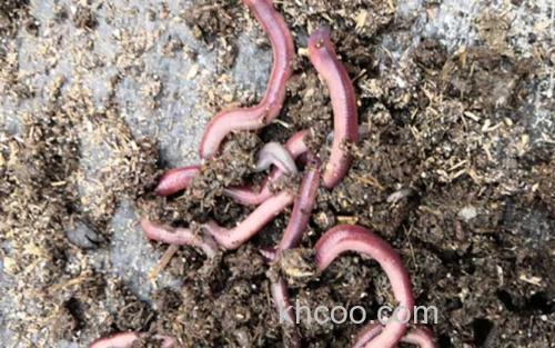蚯蚓粪_2