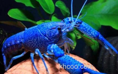 蓝色龙虾_2
