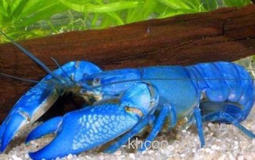 蓝色龙虾_3