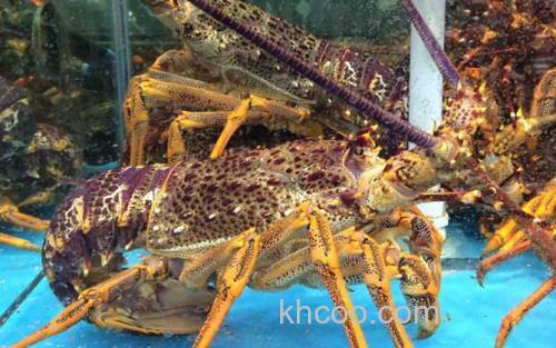 澳洲龙虾_0