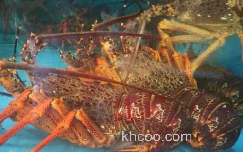 澳洲龙虾_1
