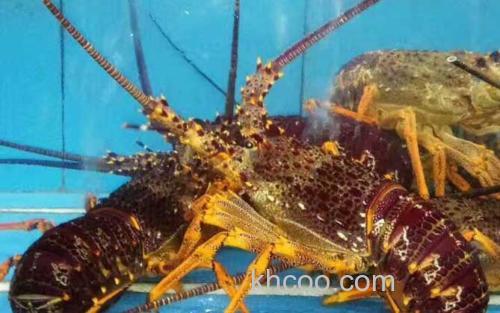 澳洲龙虾_3