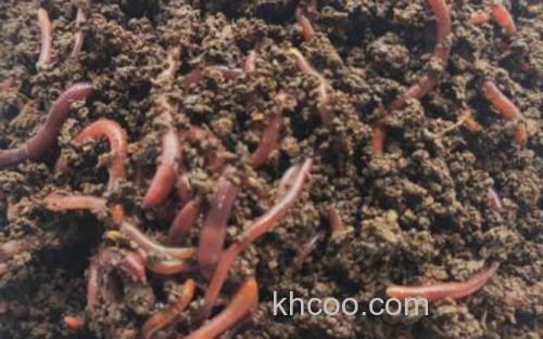 蚯蚓_0