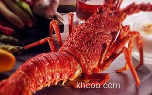 澳洲龙虾_1