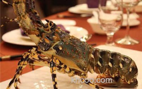 中国龙虾_4
