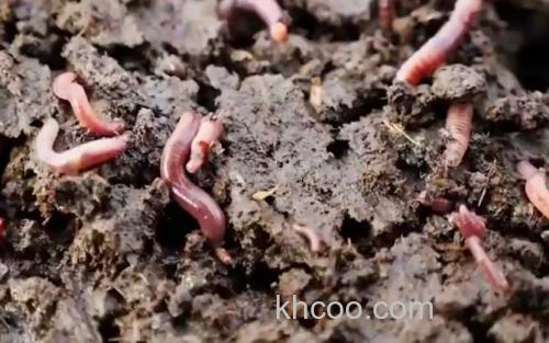 蚯蚓_0