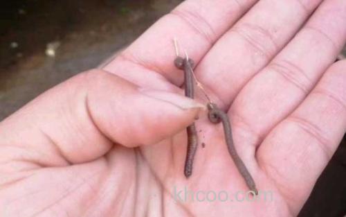 蚯蚓钓鱼_1