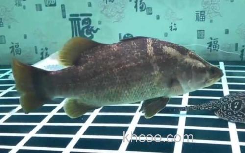 金目鲈鱼_3