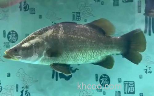 金目鲈鱼_0