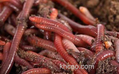 蚯蚓养殖_2