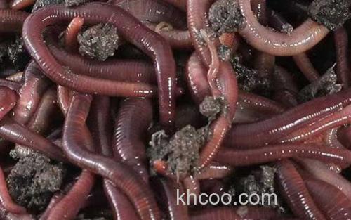 蚯蚓_0