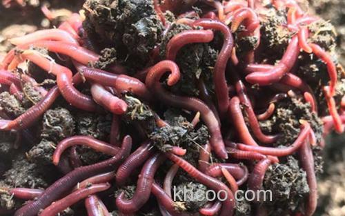 蚯蚓_0