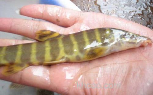 薄鳅_3