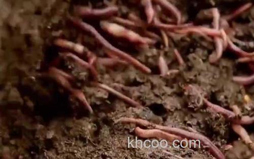蚯蚓_0